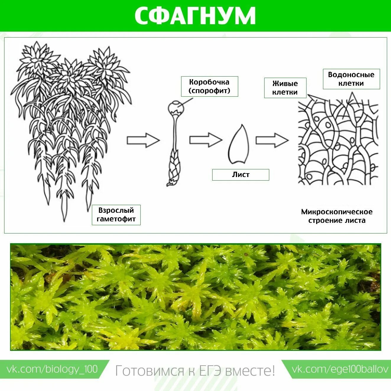 Мох сфагнум строение листа. Мхи егэ биология. плауны егэ. строение листьев плауна. мхи егэ биология теория.