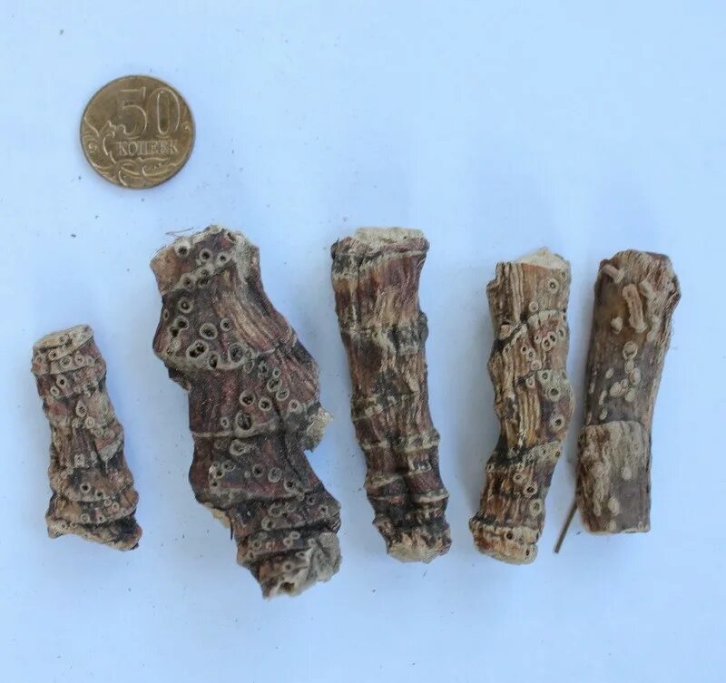 Аир болотный корень. Осока корень. Виды корней и типы корневых систем виды корней. Корень женьшеня. Корни лат.