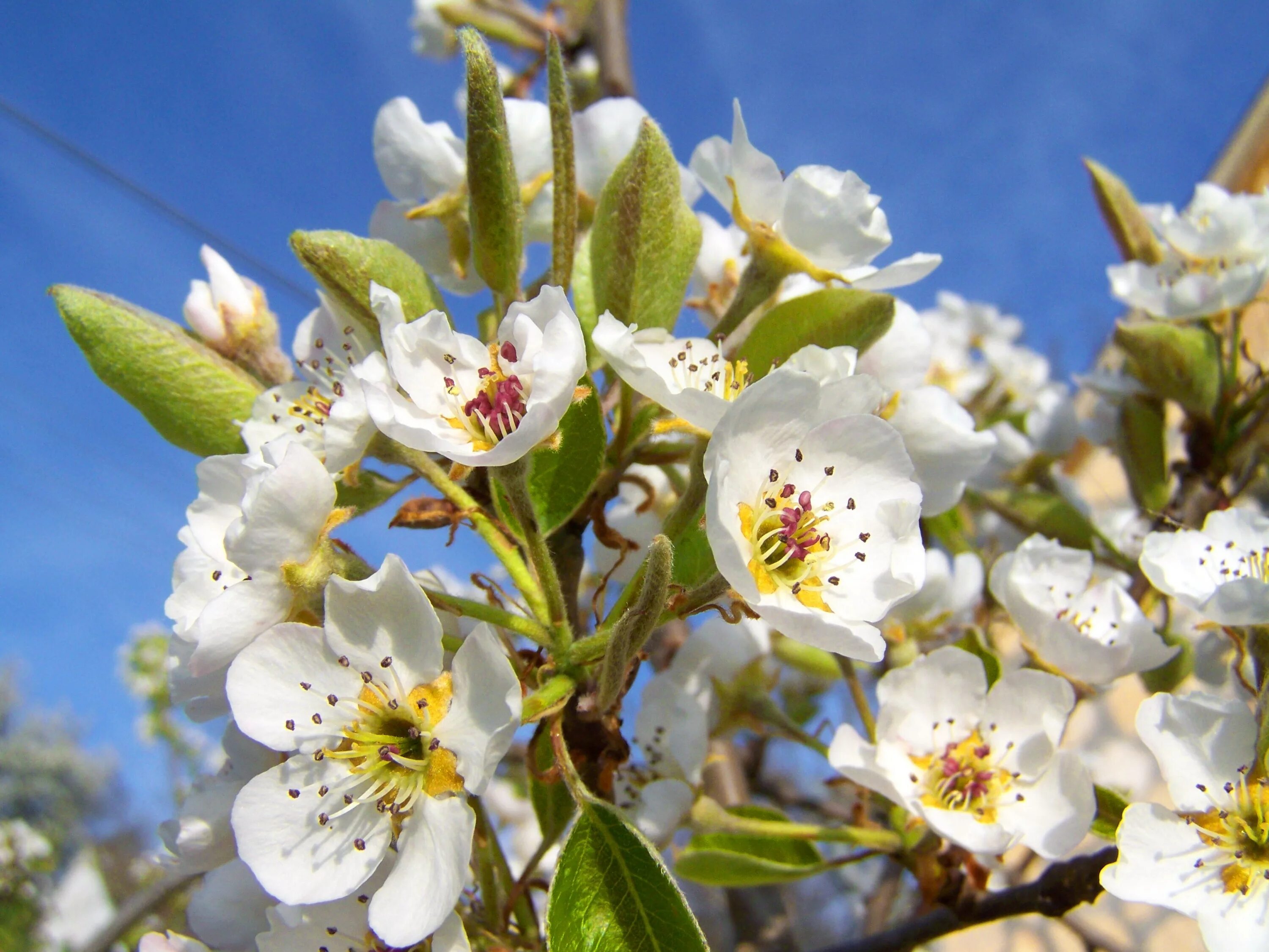 Love blooming pear. Груша цветет. Цветущая груша. Груша дерево цветы. Цветущее дерево груши.