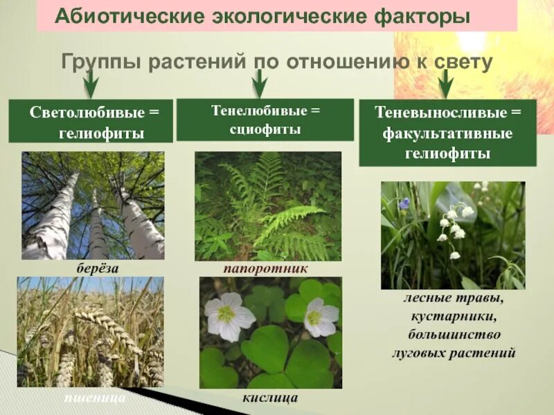 Какие древесные растения относят к светолюбивым. Факультативные гелиофиты (теневыносливые). светолюбивые (гелиофиты). тенелюбивые растения гелиофиты. светолюбивые тенелюбивые теневыносливые растения.