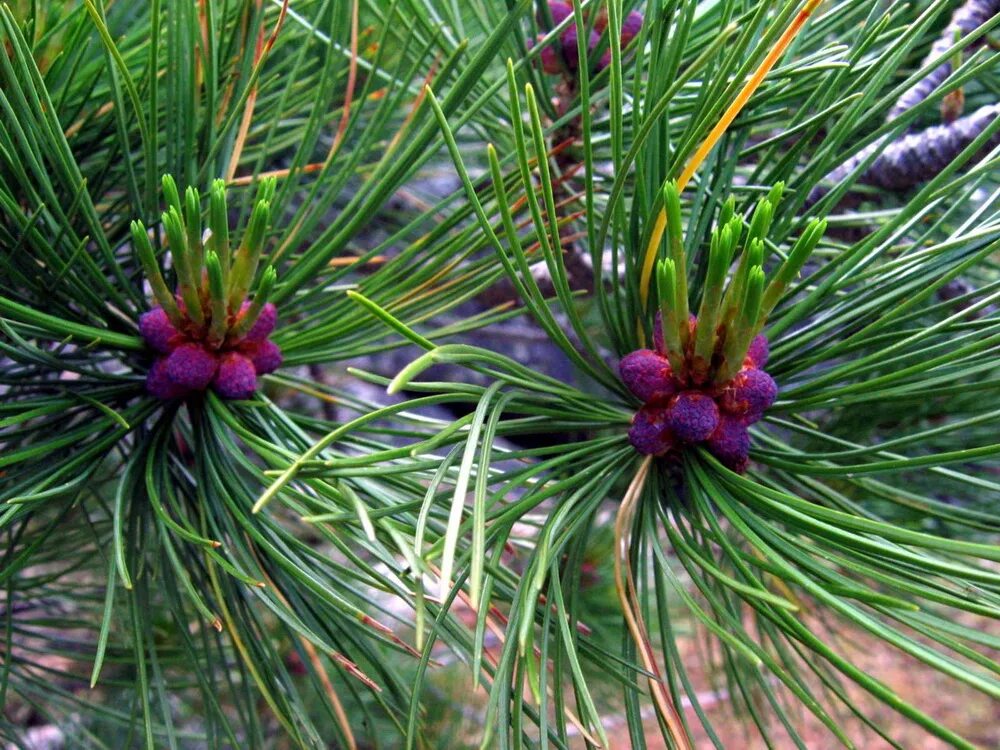 Сосна сибирская кедровая pinus cembra. Кедровая сибирская сосна и кедр это. Кедр сибирский кедревет. Сосна корейская кедр корейский. Как называется кедр.