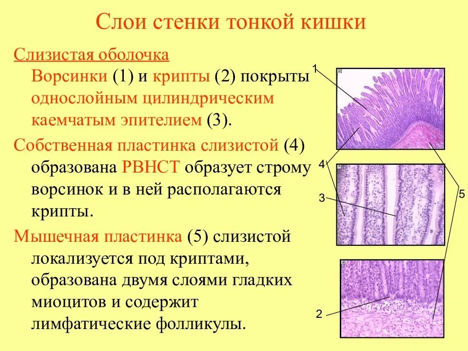 Назови слою. Слои слизистой оболочки кишечника. Слои слизистой оболочки тонкого кишечника. Слои стенки тонкой кишки гистология.