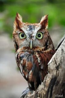 Screech