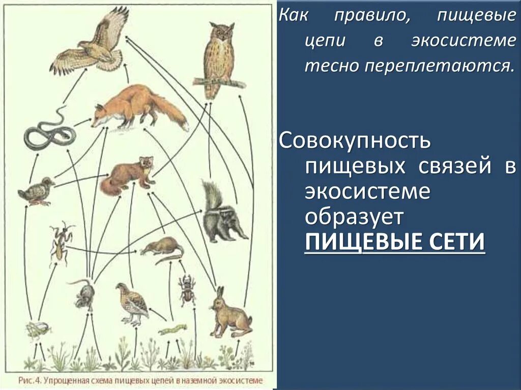 1 пищевые связи. Пищевые связи в экосистеме. Схема пищевых связей. Пищевая сеть экосистемы. Экосистема пищевые связи в экосистеме.