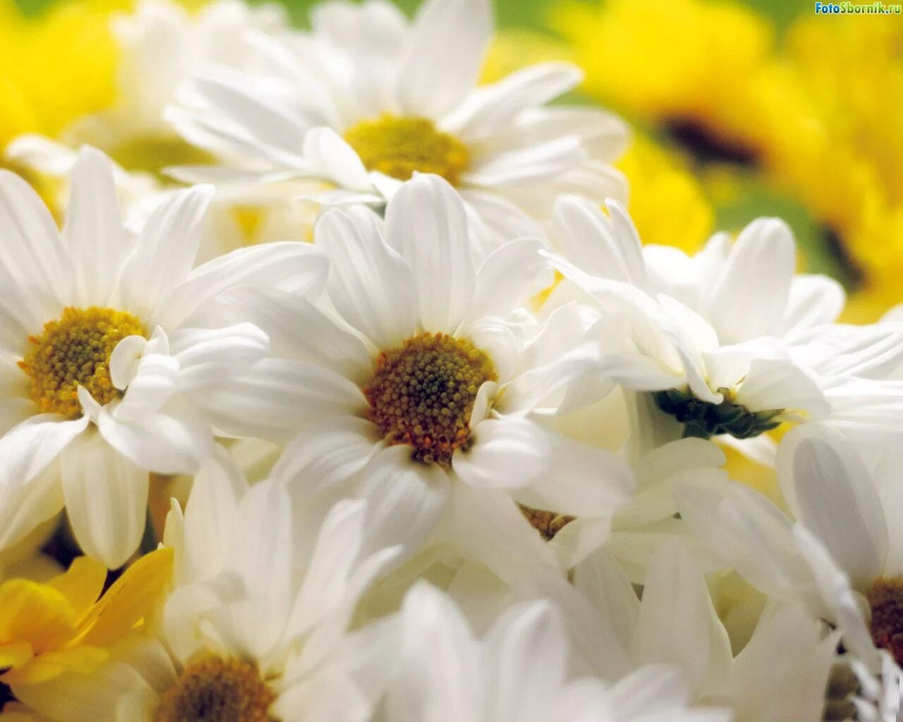 текст песни ромашки. ромашки песня. песня гадаю на ромашке текст. ромашки для натальи. песня гадаю на ромашке текст.