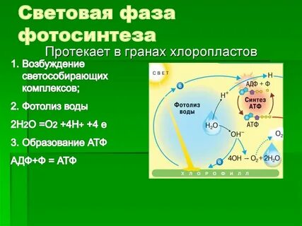 Какие процессы происходят в световую фазу