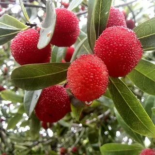 Bayberry