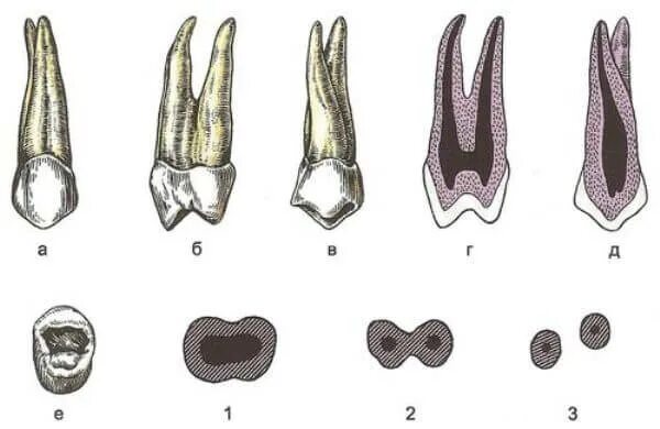 строение молочного зуба анатомия. зуб 4 верхний. зуб 4 верхний. четвертый зуб снизу корень. 3 моляр верхней челюсти корни.
