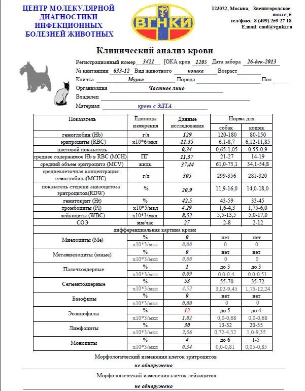 Биохимия крови кота. Показатели анализа крови при лейкозе у кошек. Биохимический анализ крови у собак расшифровка. Лейкоз у кошек анализ крови показатели. Биохимия крови кошки норма.