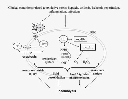 Объясните значение тэ haemolysis