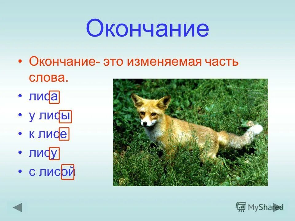 лисица выделить окончание. лисята однокоренные слова. что такое основа слова 3 класс русский язык. склонение существительных. образуют детенышей животных.