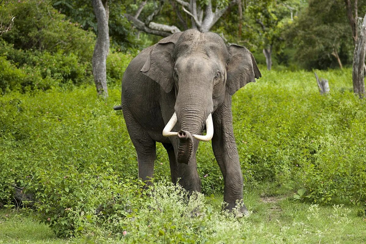 Elephas Maximus — азиатский слон. Хоботные индийский слон. Индийский слон (Elephas Maximus). Азиатский слон хоботные.