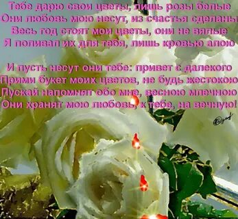 Белые розы со словами