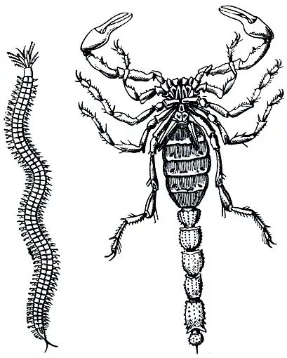 Конечности беспозвоночных. Внешнее строение скорпиона. Конечности скорпиона. Анатомия скорпиона. Строение скорпиона схема.