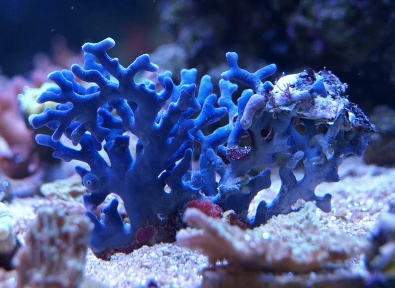 Coral blue. Коралловые полипы. Коралловые полипы и водоросли. Морские коралловые полипы. Голубой коралл Акори.