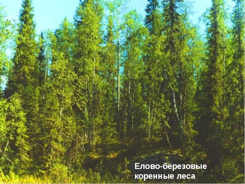 Коренные леса фото. Земли лесного фонда и городские леса. Леса современное состояние. Средне таежный лесной район европейской части. Оопт заонежье.