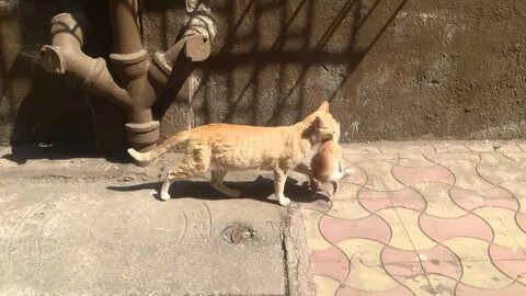 Кошка перенести