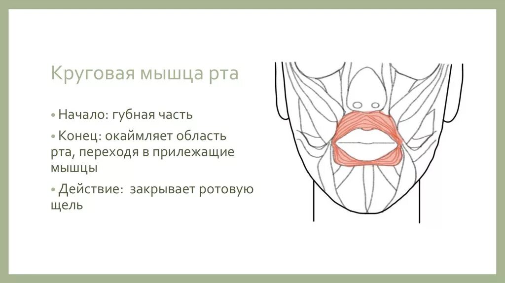Мышцы рта функции. Губная часть круговой мышцы рта. круговая мышца рта начало. круговая мышца рта функции.
