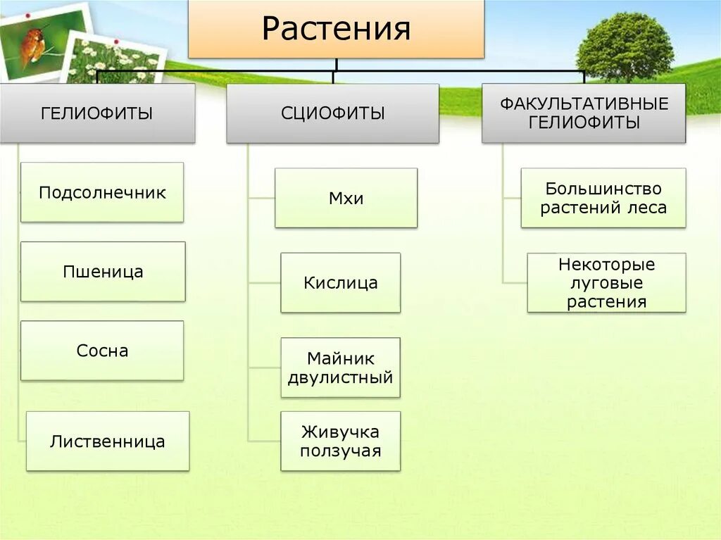 Таблица группы растений по отношению к теплу