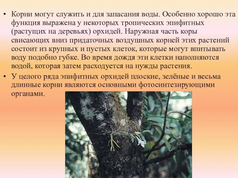 Сообщение по биологии на тему корни. Интересные факты о корнях. интересные корни растений. факты о корнях растений. интересные факты о корневище.