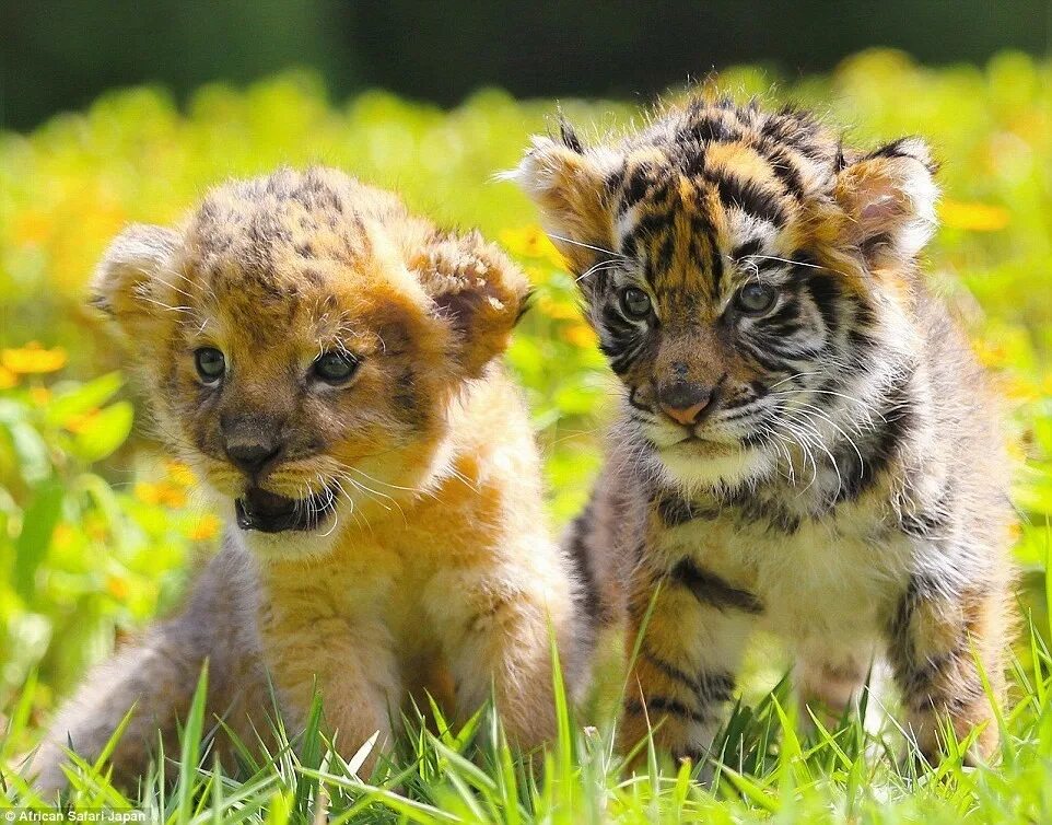 2 животных как 2 человека. Львята и тигрята. Маленькие тигрята и львята. Тигрята и львята тигры львы. Тигренок.