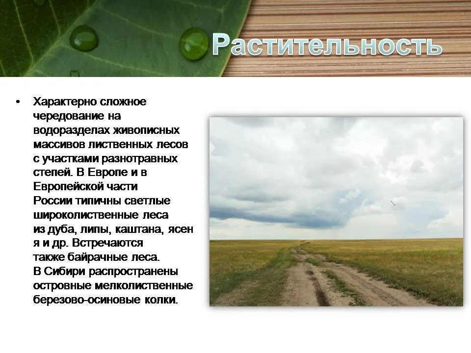 Растительность лесостепи и степи в России. Зоны лесостепей и степей растительность. Лесостепи и степи климат. Лесостепи и степи презентация. Климат степей и лесостепей в россии