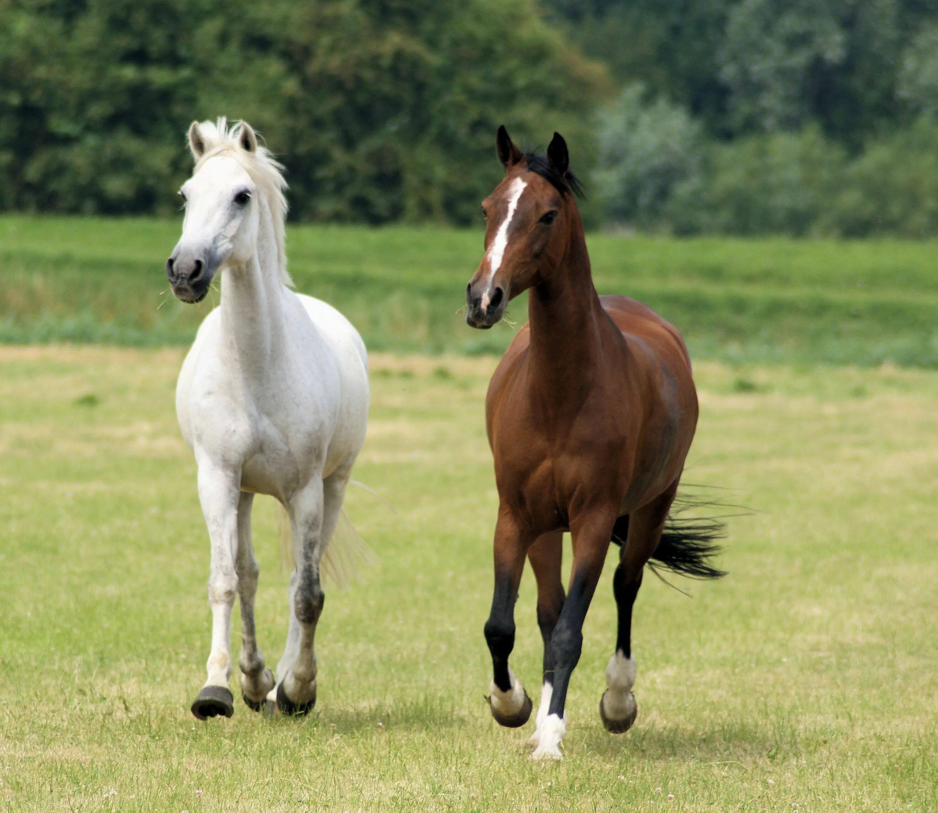 Two horse. Две лошади. Коричневая лошадь. Лошадь анфас. Сельскохозяйственные животные лошади.