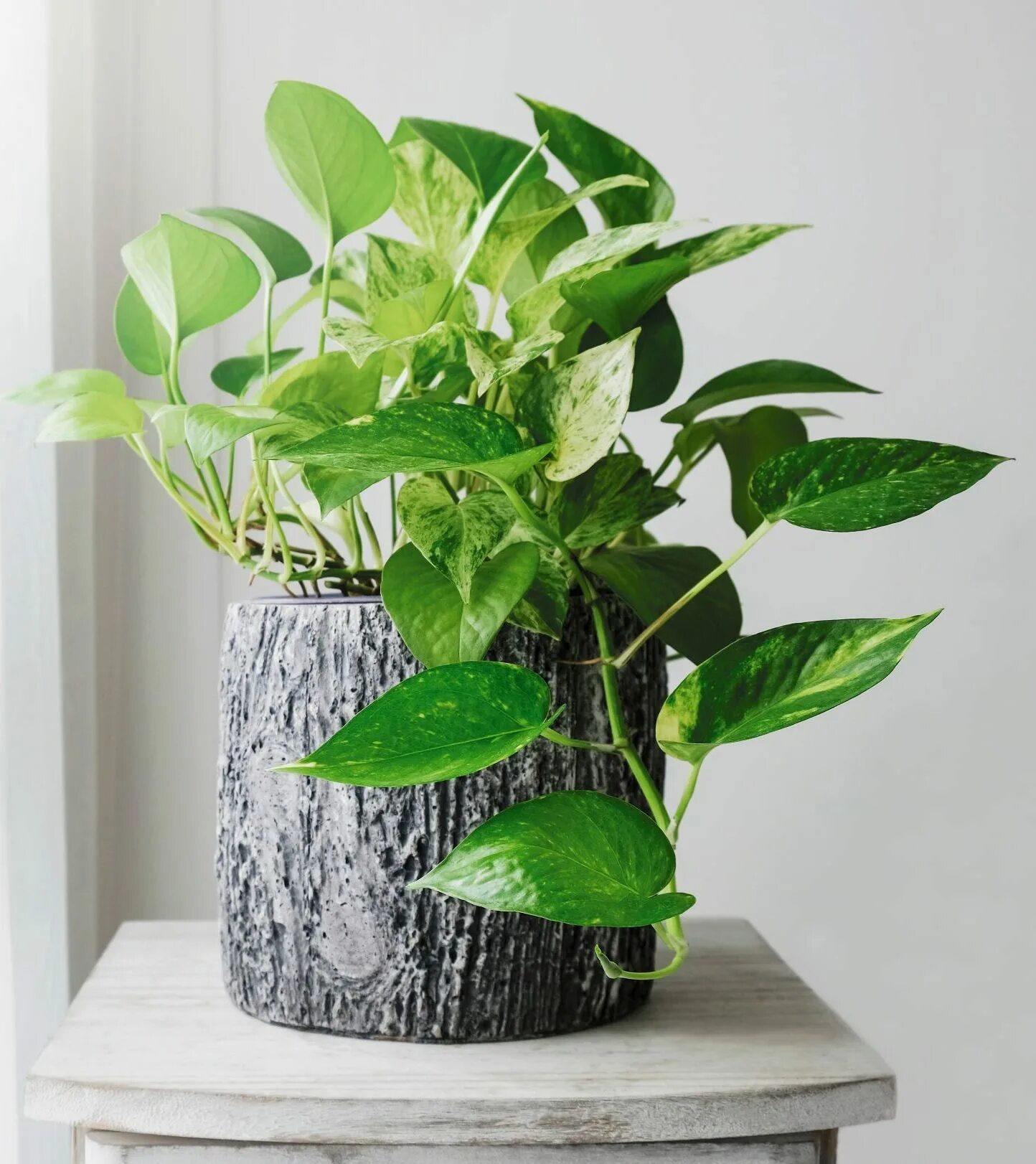 домашние цветы 2022. модные комнатные растения 2022. алоказия zebrina trigini. фикус камнеломка. комнатные цветы.