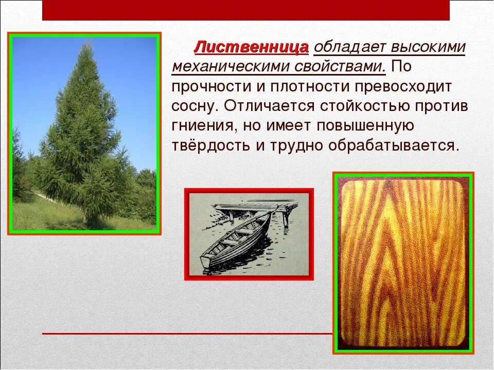 Как используется человеком лиственница. Качество древесины лиственницы. • лиственница - используется. древесина лиственницы используется. лиственница характеристика дерева.