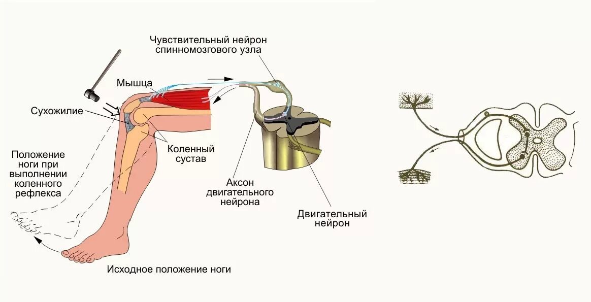 Схема рефлекторной дуги коленного рефлекса. Схема строения коленного рефлекса. Схема рефлекторной дуги разгибательного коленного рефлекса. Схема рефлекторной дуги коленного рефле.