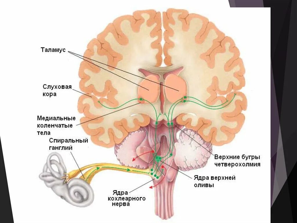 Зона коры головного мозга слухового анализатора. Слуховой центр мозга.