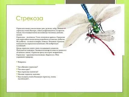 Какое отношение к жизни олицетворяет стрекоза