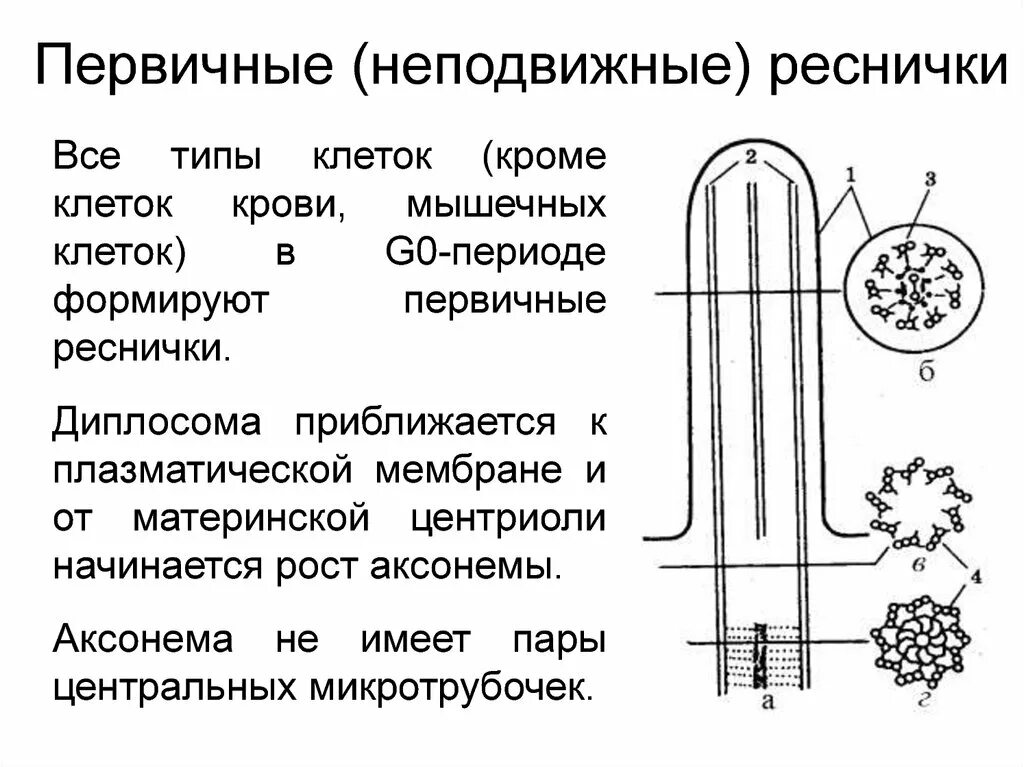 Клеточные реснички функции