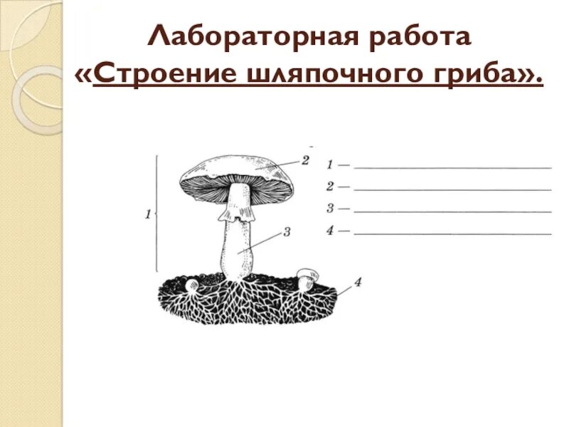 Какое строение шляпочного гриба. Строение шляпочного гриба. строение шляпочного гриба 5 класс биология. схема строения шляпочного гриба.