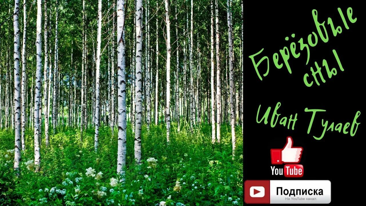 Березовые сны слушать. Гевиксман березовые сны ноты. Гевиксман березовые сны ноты. Березовые сны. Берёзовые сны слова.