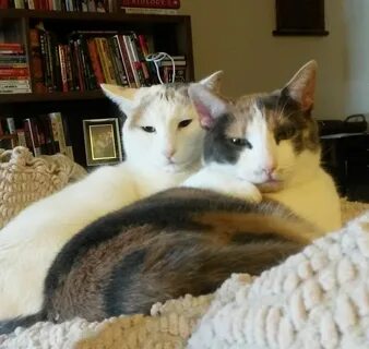 Cat sisters