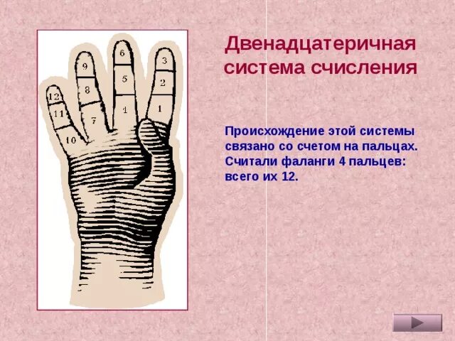 Системы органов человека и их функции. 12 систем организма и их функции. Двенадцатеричная двенадцатеричная система счисления. Система двенадцати. 12 дворцов судьбы.
