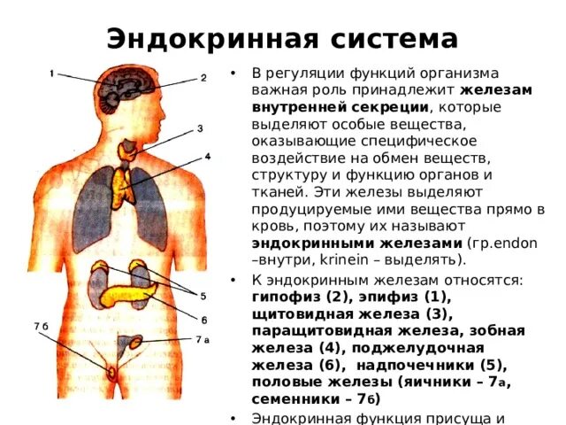Какие органы выполняют эндокринную функцию. .система желез внутренней секреции. функции. эндокринная система органы и функции. строение эндокринной системы. иннервация эндокринных желез.