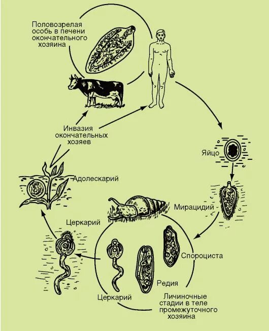 Печеночная двуустка жизненный цикл. Цикл развития печеночной двуустки. Схема цикла развития печеночной двуустки. Жизненный цикл печеночной двуустки схема. Жизненный цикл Fasciola hepatica схема.