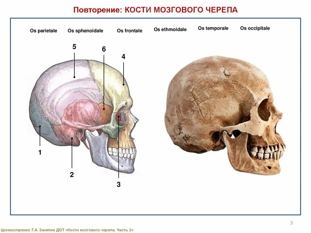 Мозговая часть черепа. Кости мозговой части черепа. Череп со всех сторон. Мозговая лицевая часть черепа