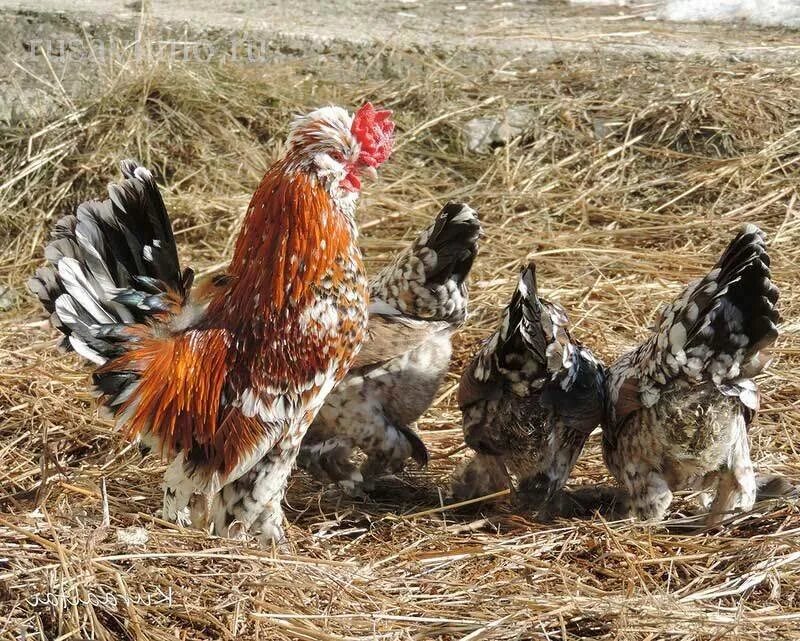 Куры внешний вид. Бентамка Алтайская ситцевая. Курица Алтайская бентамка. Бентамка ситцевая порода. Алтайская бентамка порода.