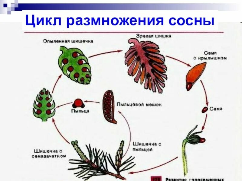 Процесс размножения голосеменных. Процесс размножения голосеменных