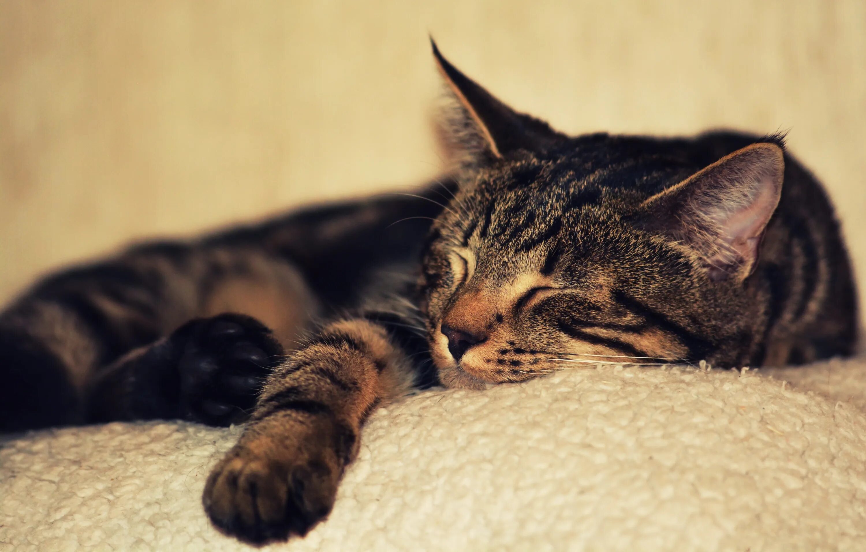 Кот дремот песня. Кошка дремлет. коттдремот. коты дремлют.
