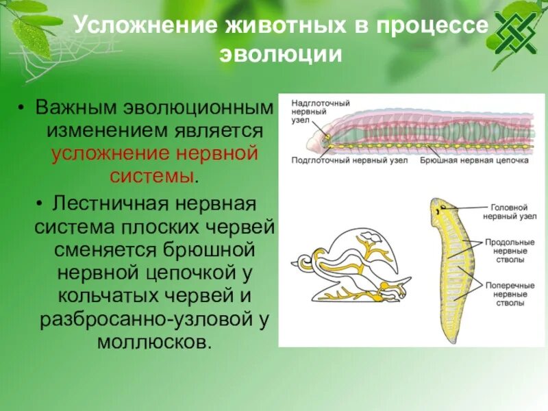 Нервная система лестничного типа у плоских червей. Усложнение животных. Усложнение живых организмов на земле в процессе эволюции. Усложнение нервной системы у животных.