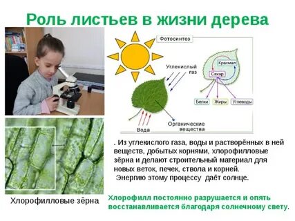 Роль листьев в жизни растений