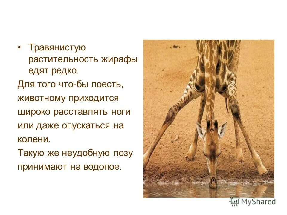 эмоционально-оценочная лексика. оценочная лексика. трубкозуб презентация. деньги приходят к тебе через других людей. детский травматизм в школе.