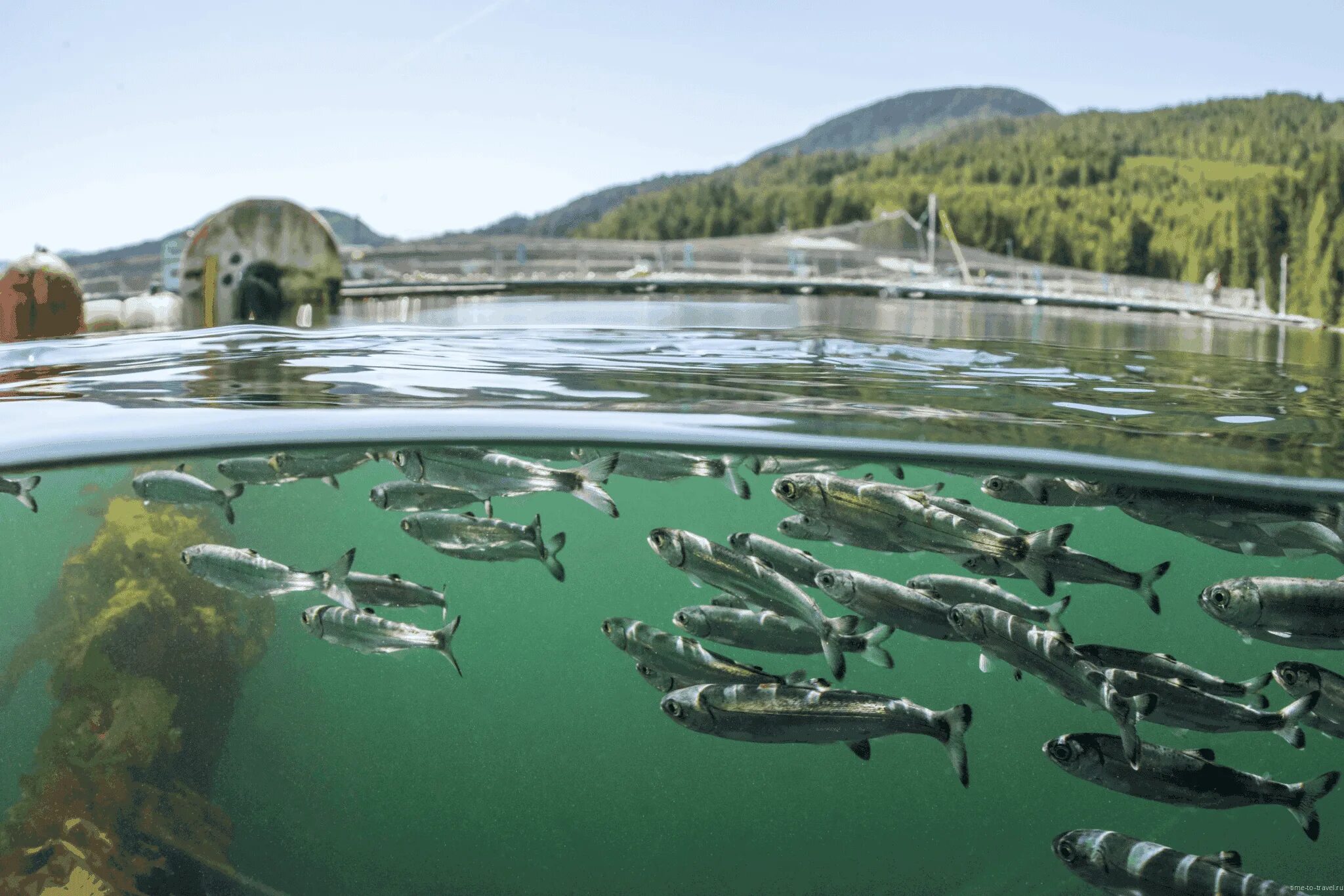2. Садки аквакультура. Рыбное хозяйство. Аквакультура лососёвых. 16.