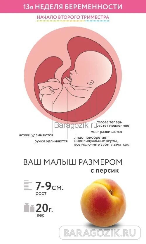 13 неделя ощущения