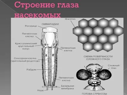 Глаза насекомых состоят из