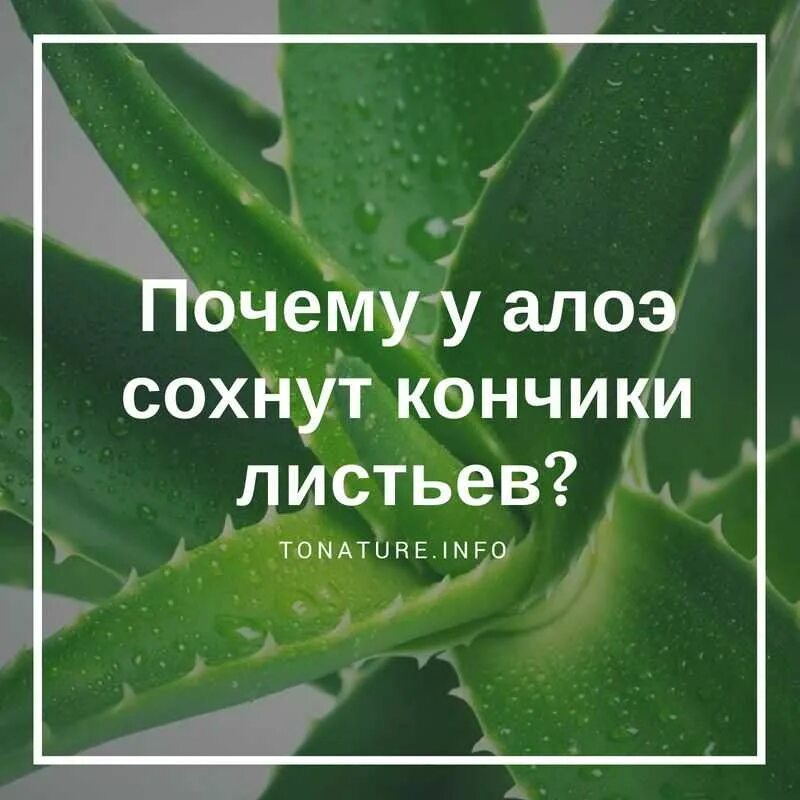 Почему листья алоэ желтеют и сохнут. Алоэ в домашних условиях. алоэ размножение. лист алоэ. у алоэ отсыхают концы листьев.